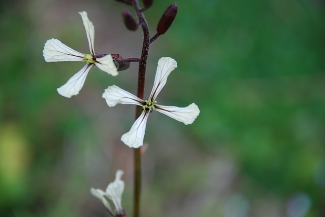 Eruca vesicaria - Rucola